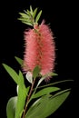 Red Bottlebrush Grevillea Flower Royalty Free Stock Photo