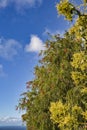 Bottlebrush Myrtaceae or Callistemon viminalis tree with brush like red flowers in the blue sky background with ocean. Myrtaceae Royalty Free Stock Photo