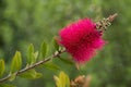 Bottlebrush Plant Callistemon citrinus