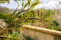 Bottlebrush plant seeds