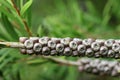 Bottlebrush plant seeds in close up