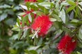 Bottlebrush red flower callistemon close up. Royalty Free Stock Photo