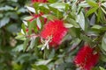 Bottlebrush red flower callistemon close up.