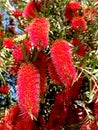 Bottlebrush Tree, Callistemon Royalty Free Stock Photo