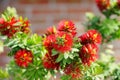 Bottlebrush Tree, Callistemon Royalty Free Stock Photo