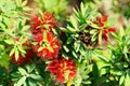 Bottlebrush Tree, Callistemon Royalty Free Stock Photo