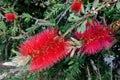 Bottlebrush Tree (Callistemon) flowering in Sardinia Royalty Free Stock Photo