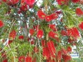 Bottlebrush Tree or Crimson Callistemon with flowers, closeup