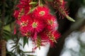 Bottlebrush tree in flower