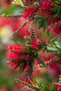 Bottlebrush tree in flower