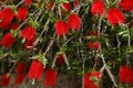 Bottlebrush tree flowers. Spain. Flowering weeping bottlebrush tree -Callistemon viminalis Royalty Free Stock Photo