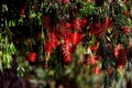 Bottlebrush tree flowers. Spain.