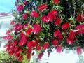 Bottlebrush tree in the garden