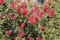 Bottlebrush tree