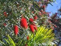 The bottlebrush tree red flowers.