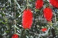 The bottlebrush tree red flowers Royalty Free Stock Photo