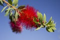 Bottlebrushes On a Blue Sky Background