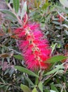 Bottlebrushes or callistemon in spring Royalty Free Stock Photo