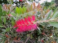 Bottlebrushes or callistemon in spring Royalty Free Stock Photo
