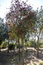 A bottlebrushes tree in a public park Royalty Free Stock Photo