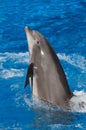 Bottlenose Dolphin Royalty Free Stock Photo
