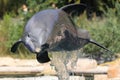Bottlenose dolphin Royalty Free Stock Photo
