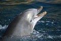 Bottlenose dolphin