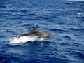Bottlenose dolphin Royalty Free Stock Photo