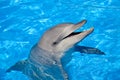 Bottlenose Dolphin