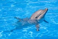 Bottlenose Dolphin Royalty Free Stock Photo