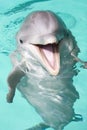 Bottlenose dolphin Royalty Free Stock Photo