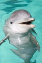 Bottlenose dolphin Royalty Free Stock Photo