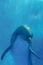 Bottlenose dolphin Royalty Free Stock Photo