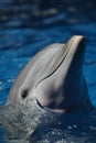 Bottlenose Dolphin