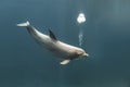 Bottlenose dolphin blowing bubbles Royalty Free Stock Photo