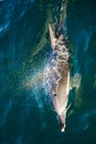 Bottlenose Dolphin Blowing Rainbow