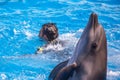 Bottlenose dolphin in blue pool water