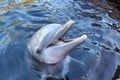 Bottlenose dolphin Royalty Free Stock Photo