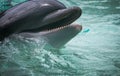 Closeup of Bottlenose Dophin Swimming Royalty Free Stock Photo