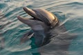 Bottlenose dolphin closeup Royalty Free Stock Photo