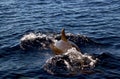 Bottlenose dolphin diving back into the ocean Royalty Free Stock Photo