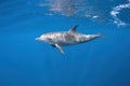 Bottlenose dolphin diving close to the surface Royalty Free Stock Photo