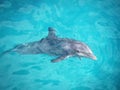 Bottlenose Dolphin in a Dolphinarium