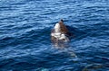 A Bottlenose Dolphin exhaling as it breaks the surface