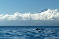 Bottlenose dolphin fin in pico volcano Azores background Royalty Free Stock Photo