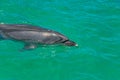 Bottlenose Dolphin In Green Waters Royalty Free Stock Photo