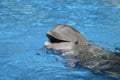 Bottlenose dolphin with head above water