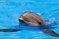 Bottlenose dolphin, head and fins Royalty Free Stock Photo