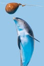 Bottlenose dolphin jump (isolated on the blue background) Royalty Free Stock Photo