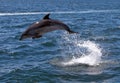 Bottlenose Dolphin Jumping